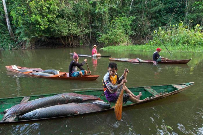 Бразильцы ходят на рыбалку с дубинами
