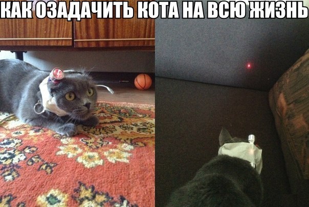 Как озадачить кота на всю жизнь?