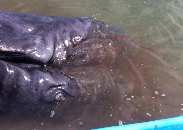 Первые найденные сиамские близнецы среди серых китов