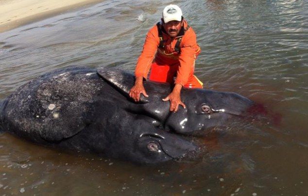 Первые найденные сиамские близнецы среди серых китов