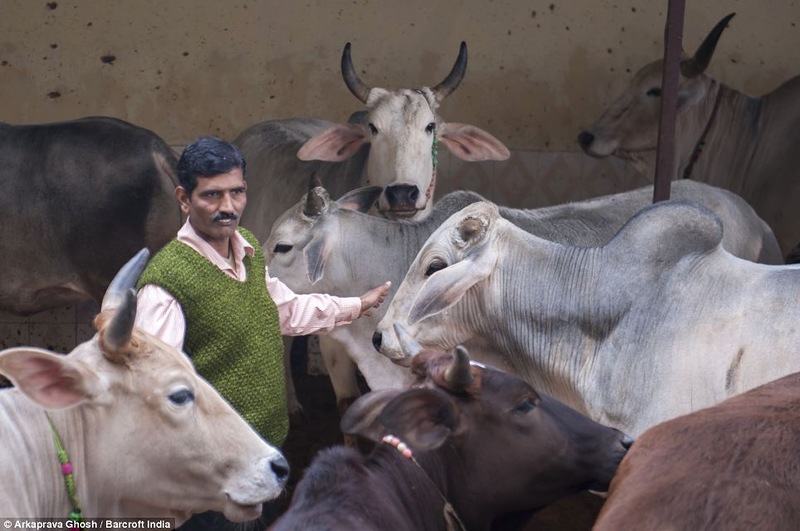 Индусы пьют коровью мочу для профилактики