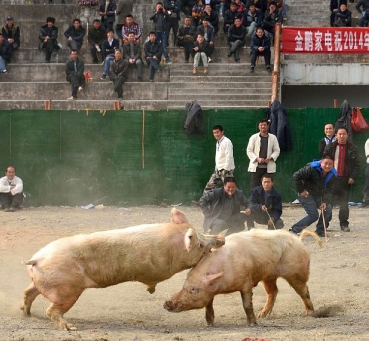 Свиные бои в Китае