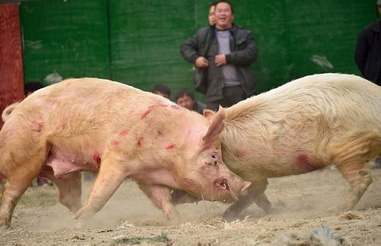 Свиные бои в Китае