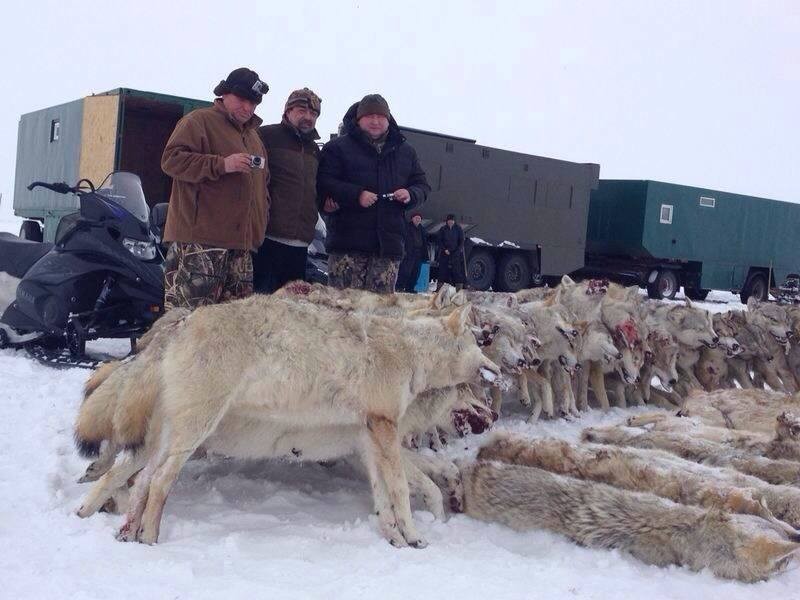 Охота на волков в казахской степи