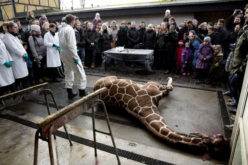 В датском зоопарке убит жираф: мясо скормят хищникам