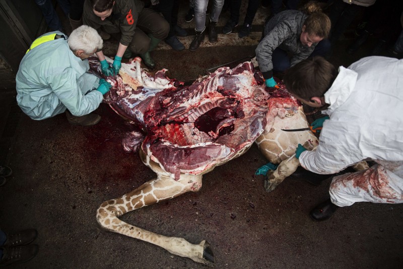 В датском зоопарке убит жираф: мясо скормят хищникам