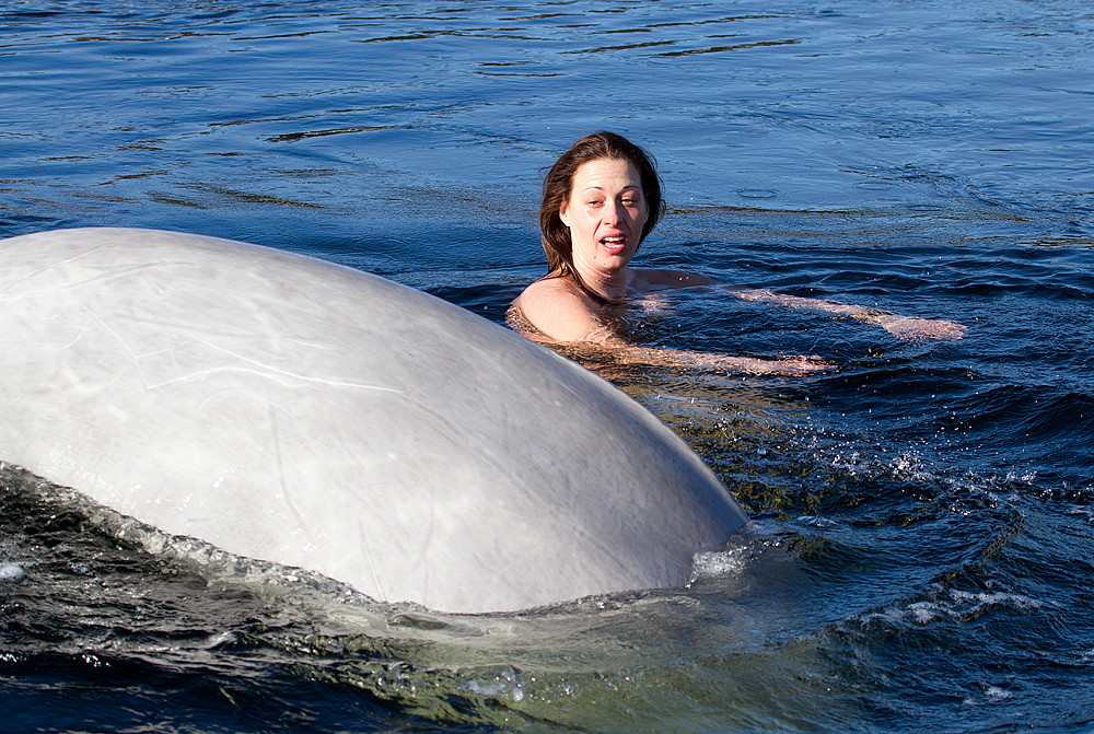 Голая женщина плавает с белухами