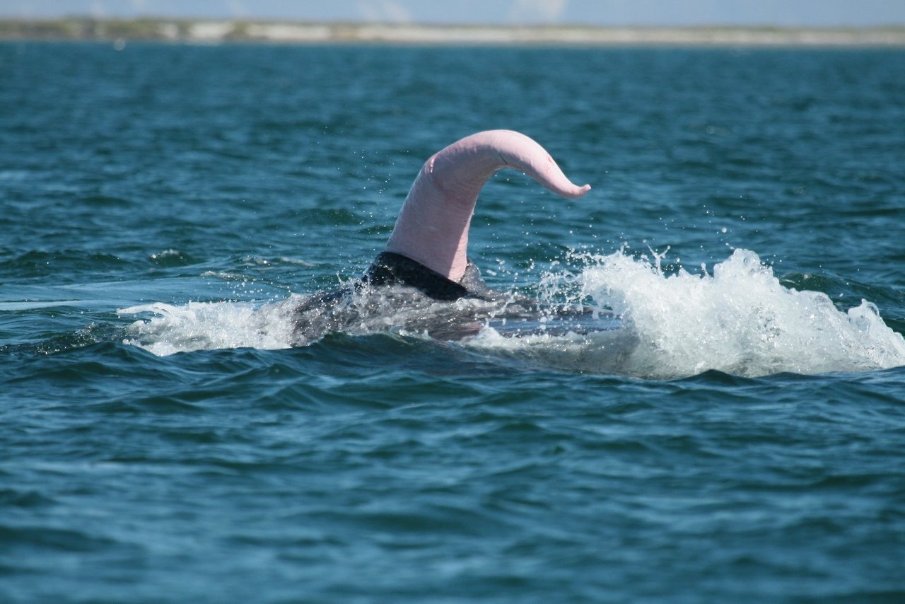 сколько длится оргазм у дельфинов фото 37