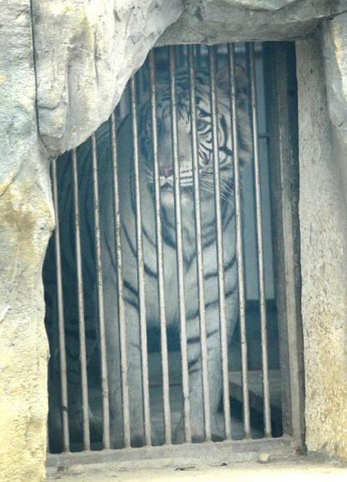 Китаец решил скормить себя бенгальским тиграм