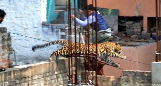 В индийскую больницу ворвался леопард