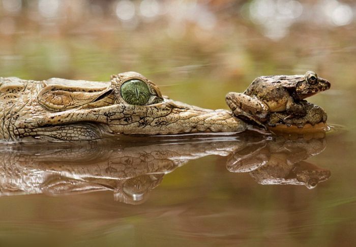 Как лягушка может поставить крокодила в неловкое положение