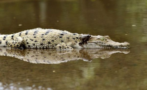 Как лягушка может поставить крокодила в неловкое положение