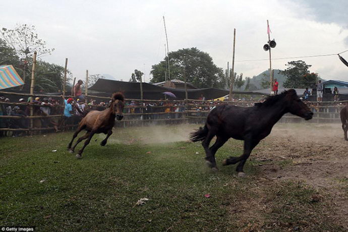 Запрещенные лошадиные бои – жестокое развлечение филиппинцев