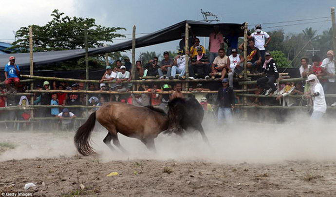 Запрещенные лошадиные бои – жестокое развлечение филиппинцев
