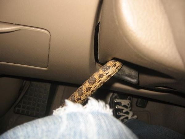 Один на один со змеей в машине