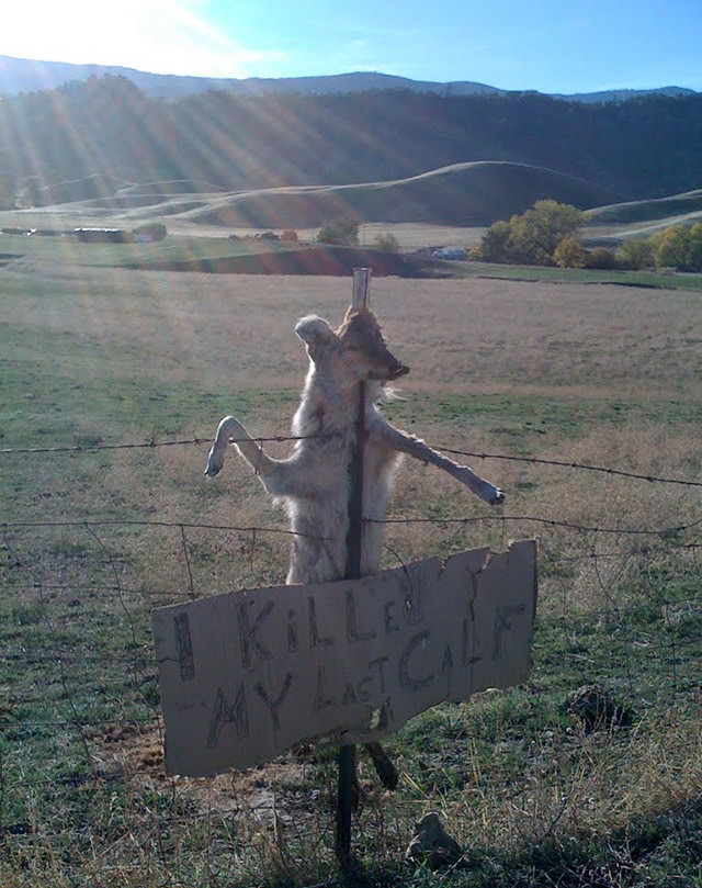 Памятник кайоту от злого техасского фермера
