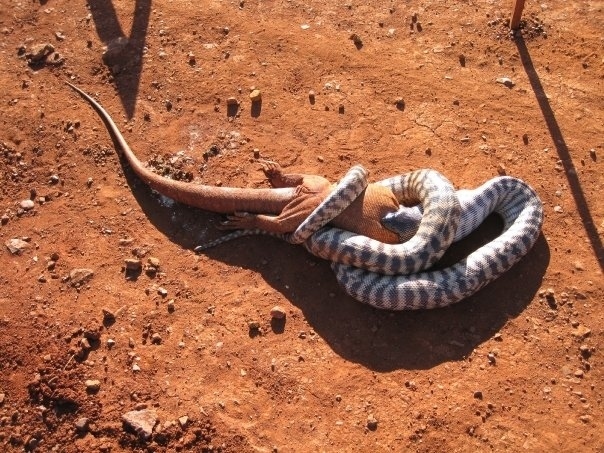 Шокирующие фотографии животного мира Австралии
