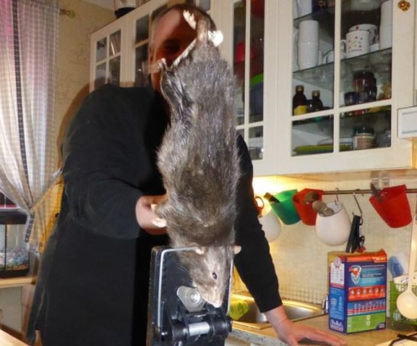 Шведская крыса прожила недолгую, но очень насыщенную жизнь