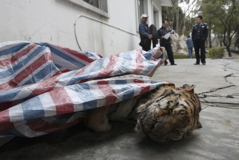 Новое развлечение богатых китайцев - ритуальные убийства тигров