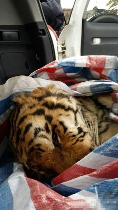 Новое развлечение богатых китайцев - ритуальные убийства тигров