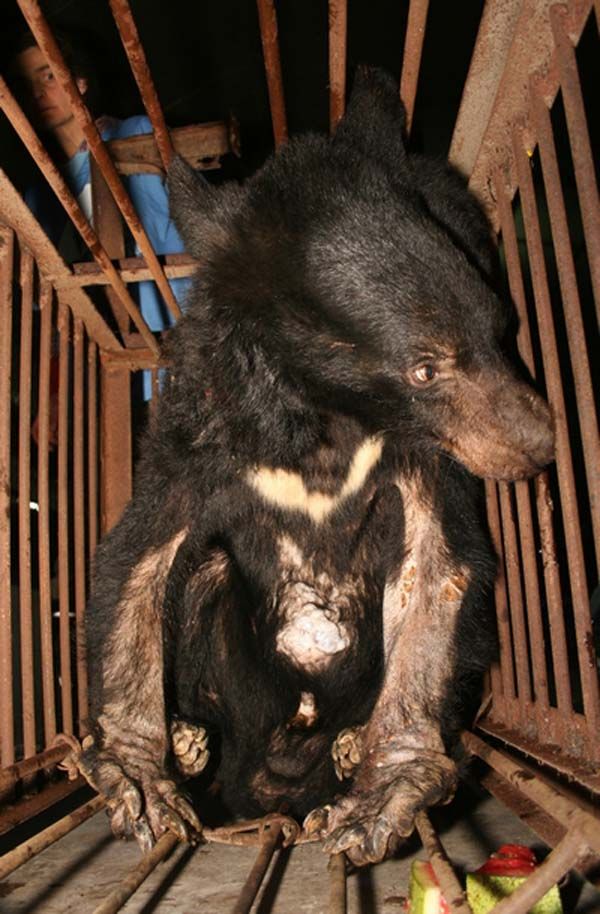Азиатские фермы по добыче медвежьей желчи