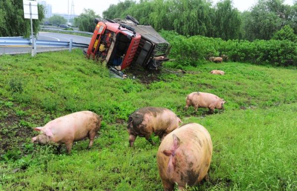 Свиньи довольно спокойно переживают автокатастрофы