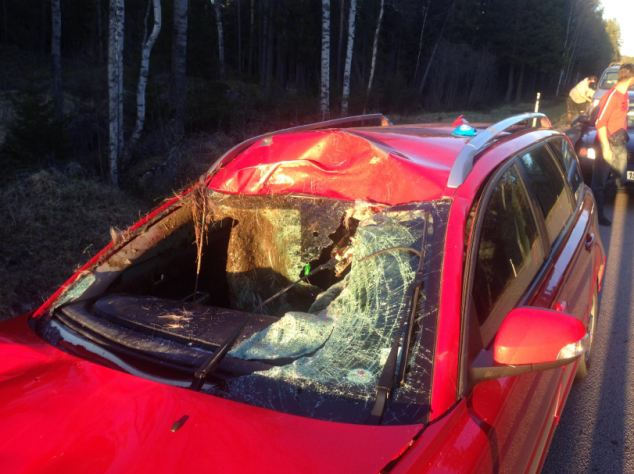 Шведский лыжник обнаружил в салоне автомобиля лосёнка после ДТП с беременной самкой