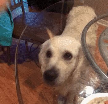 Как дразнят собаку с помощью стеклянного стола