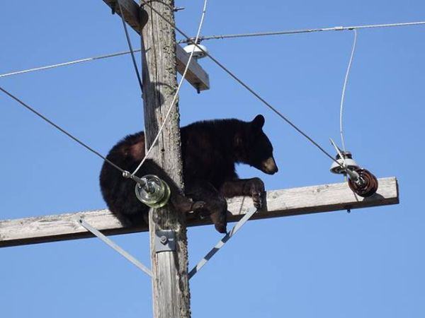 Уставший медведь уснул на опоре ЛЭП