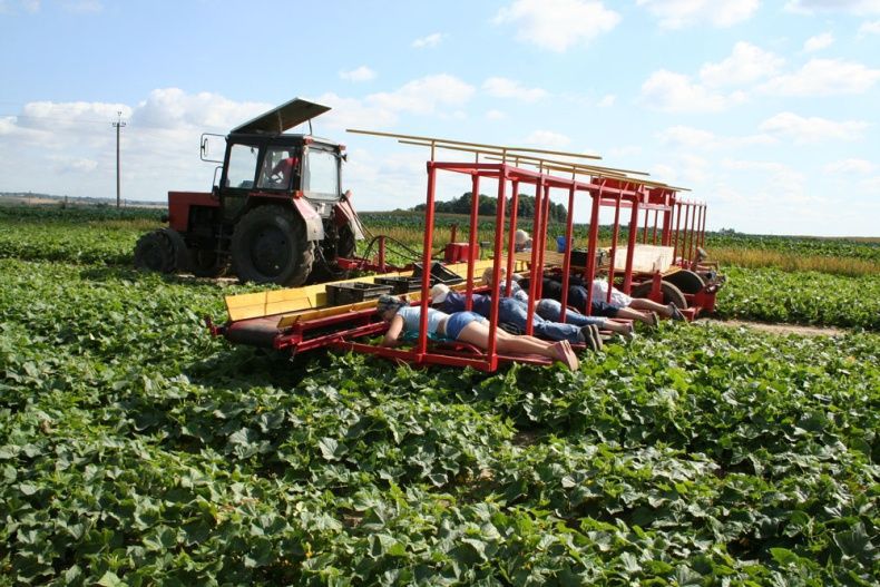 Сбор урожая по-белорусски