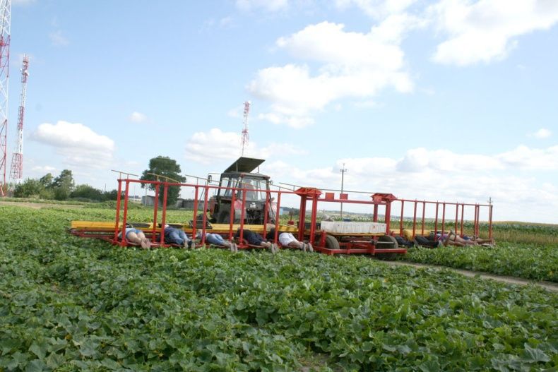 Сбор урожая по-белорусски