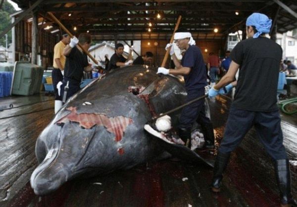 Как японцы учат детишек забивать и разделывать китов