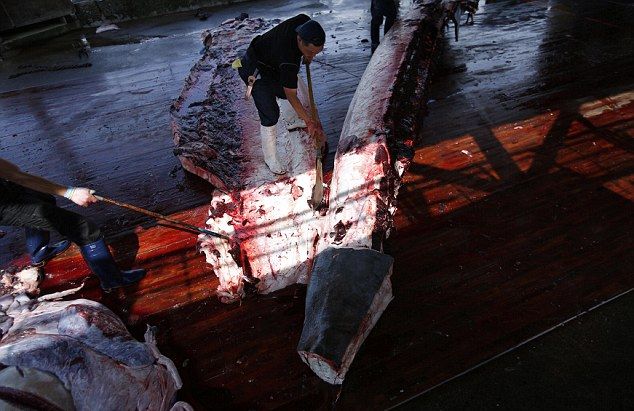 Как японцы учат детишек забивать и разделывать китов
