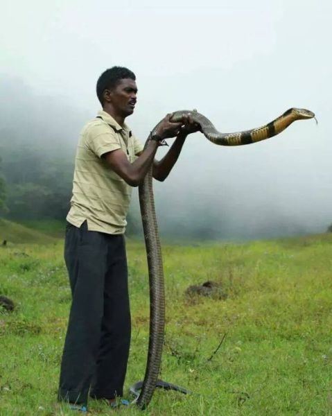 Смелый эксперт по змеям