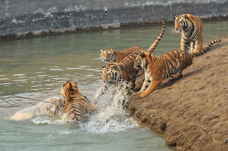 Як попал в вольер к тиграм