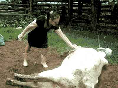 Девушка решила погладить животик спящей корове