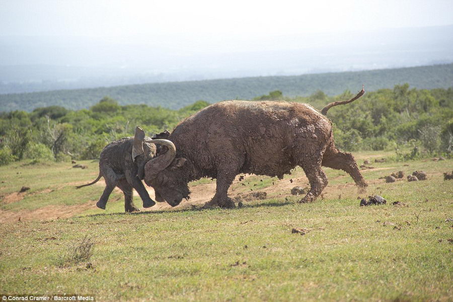 Слоненок решил поиграть с быком