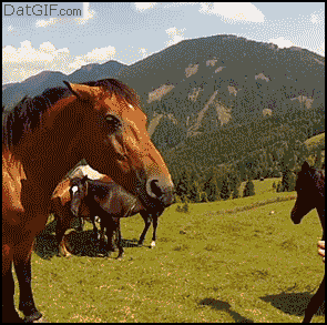 Если у лошади прижаты уши, не лезь ее гладить