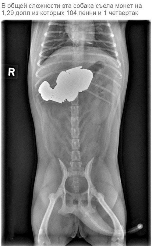 Что может оказаться в желудке собаки