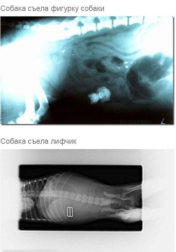 Что может оказаться в желудке собаки