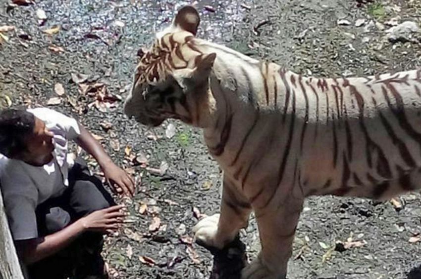 Тигр загрыз человека в индийском зоопарке
