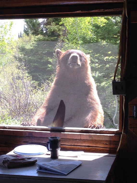 Медведь забрался в дом на глазах у хозяев