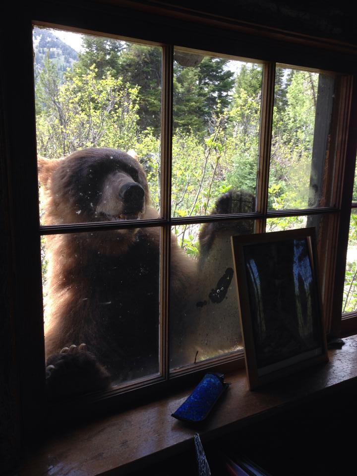 Медведь забрался в дом на глазах у хозяев
