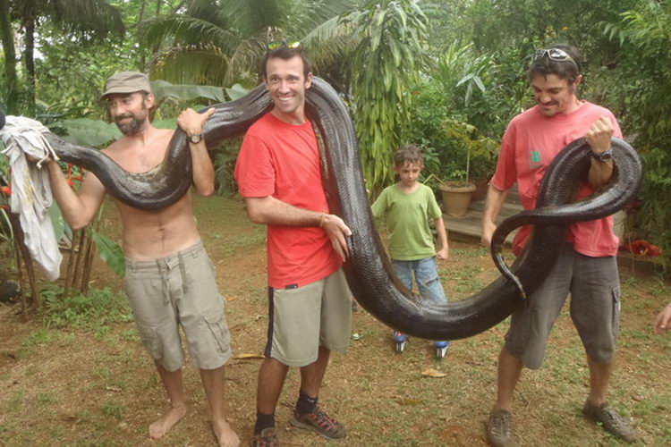 Учитель математики поймал гигантскую анаконду