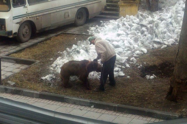 Медведи на улицах