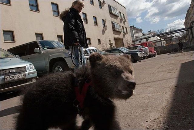 Медведи на улицах