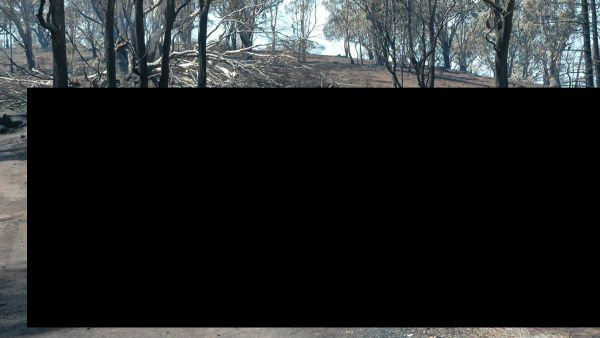 После лесного пожара в Австралии