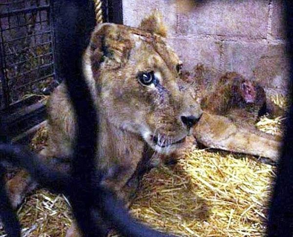 Меры безопасности при содержании львицы в качестве домашнего животного