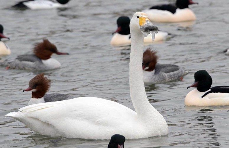 Лебедь слишком долго хлебал ледяную воду