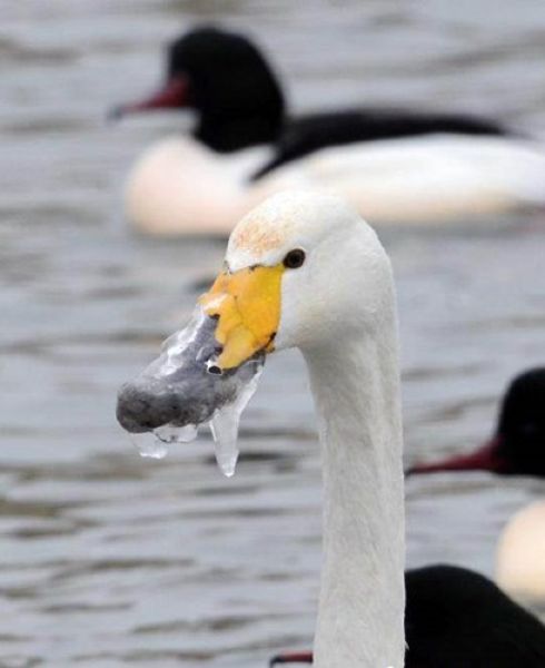 Лебедь слишком долго хлебал ледяную воду